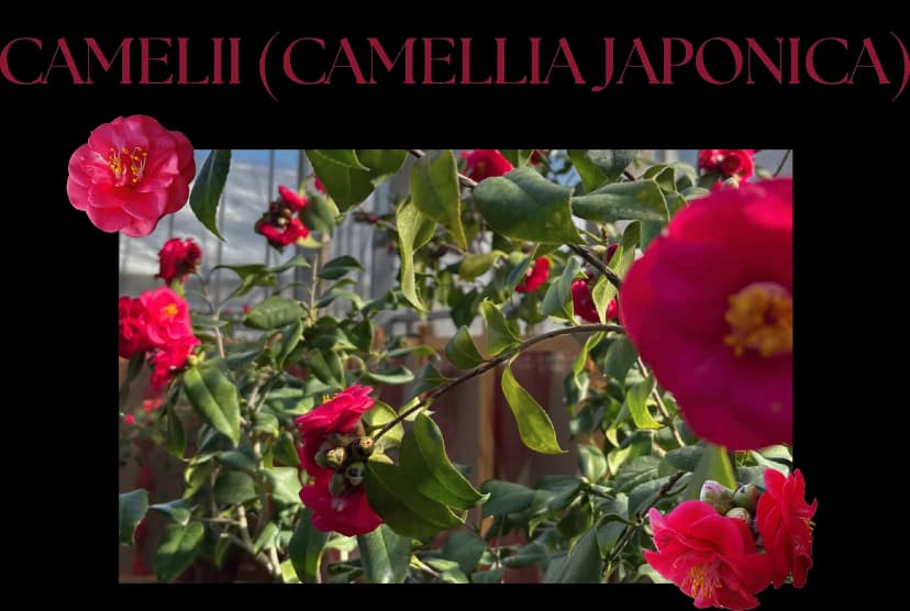 Camelii-v1.webp