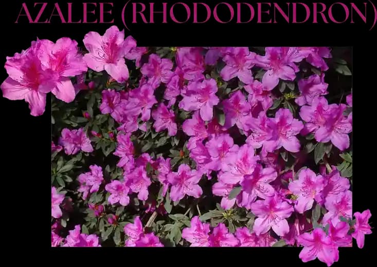 photo by Ilinca Fronea